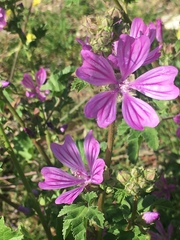 Malva