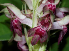 Anacamptis coriophora fragrans