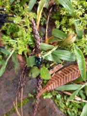 Plagiosterna maculicollis insularis