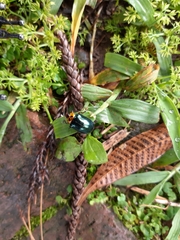 Plagiosterna maculicollis insularis