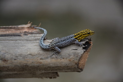 Lygodactylus picturatus