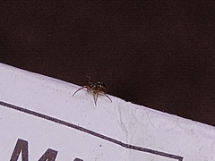 Zygiellinae