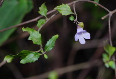 Prostanthera melissifolia