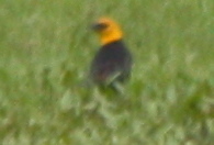 Xanthocephalus xanthocephalus