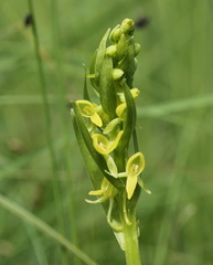 Platanthera tipuloides