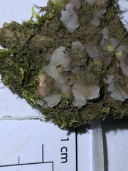 Pachyphlodes