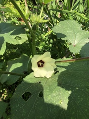 Abelmoschus esculentus