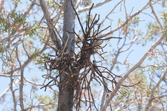 Phoradendron juniperinum