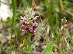 Anacamptis coriophora fragrans
