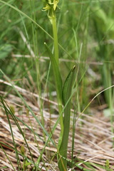 Platanthera tipuloides