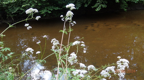 Valeriana officinalis iNat (3)