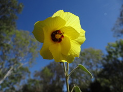 Hibiscus panduriformis