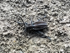 Dorcadion holosericeum