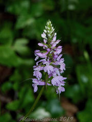 Dactylorhiza saccifera