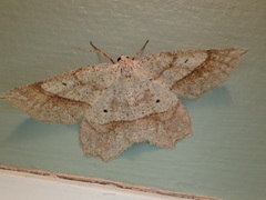 Euchlaena marginaria