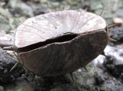 Byttneria grandifolia