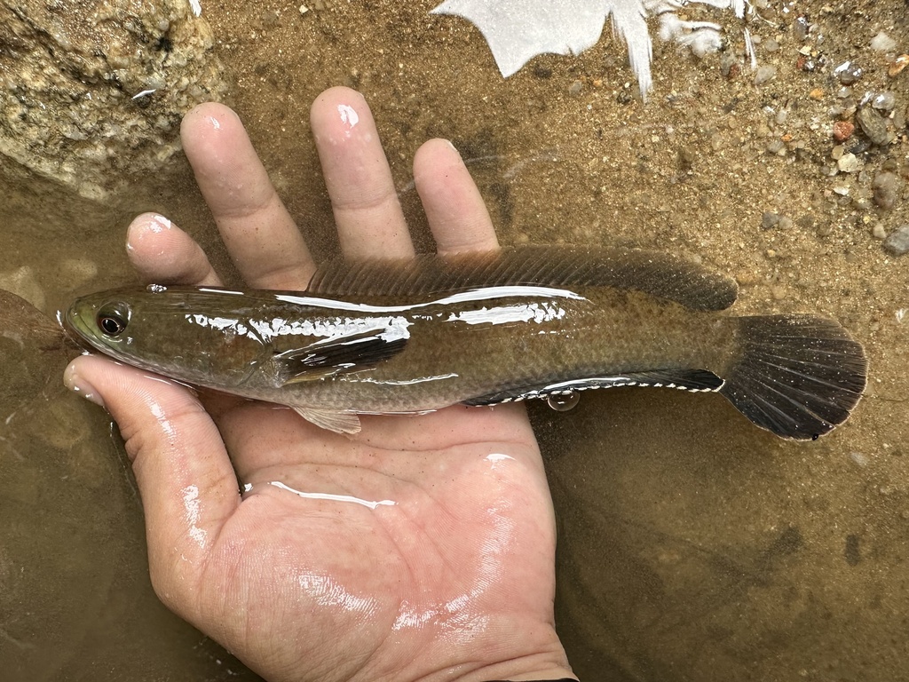 Zwarte slangenkopvis (Channa melasoma) — Channidae