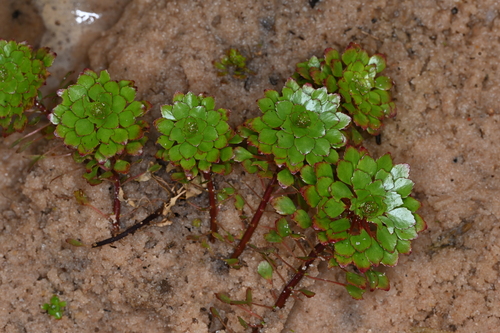 Foto de Ludwigia
