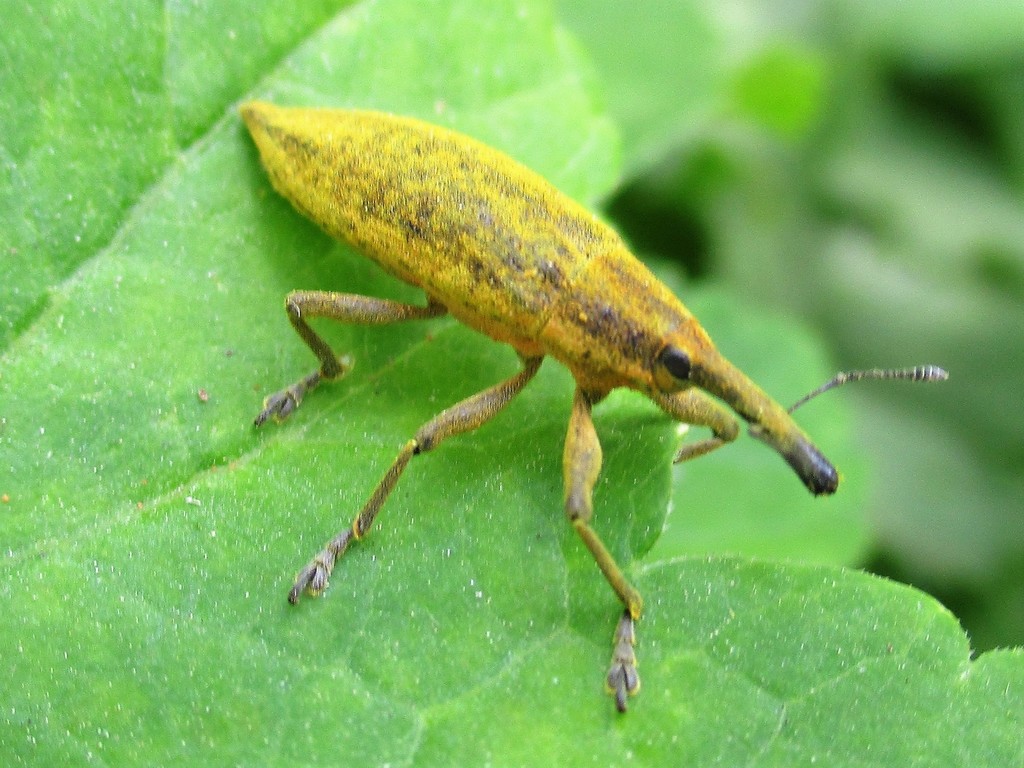 Lixinae