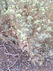 Atriplex holocarpa
