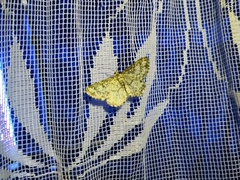 Heliomata glarearia