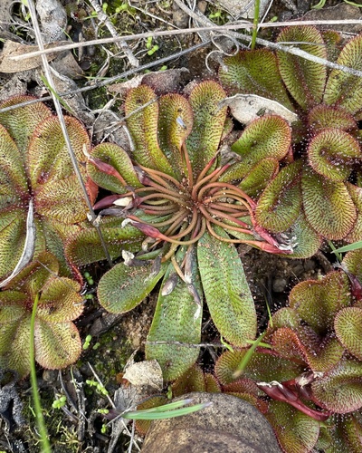 Drosera rosulata
