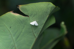 Patissa fulvosparsa