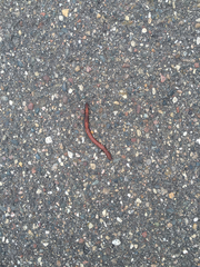 Aporrectodea caliginosa