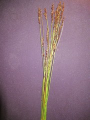 Elegia hookeriana