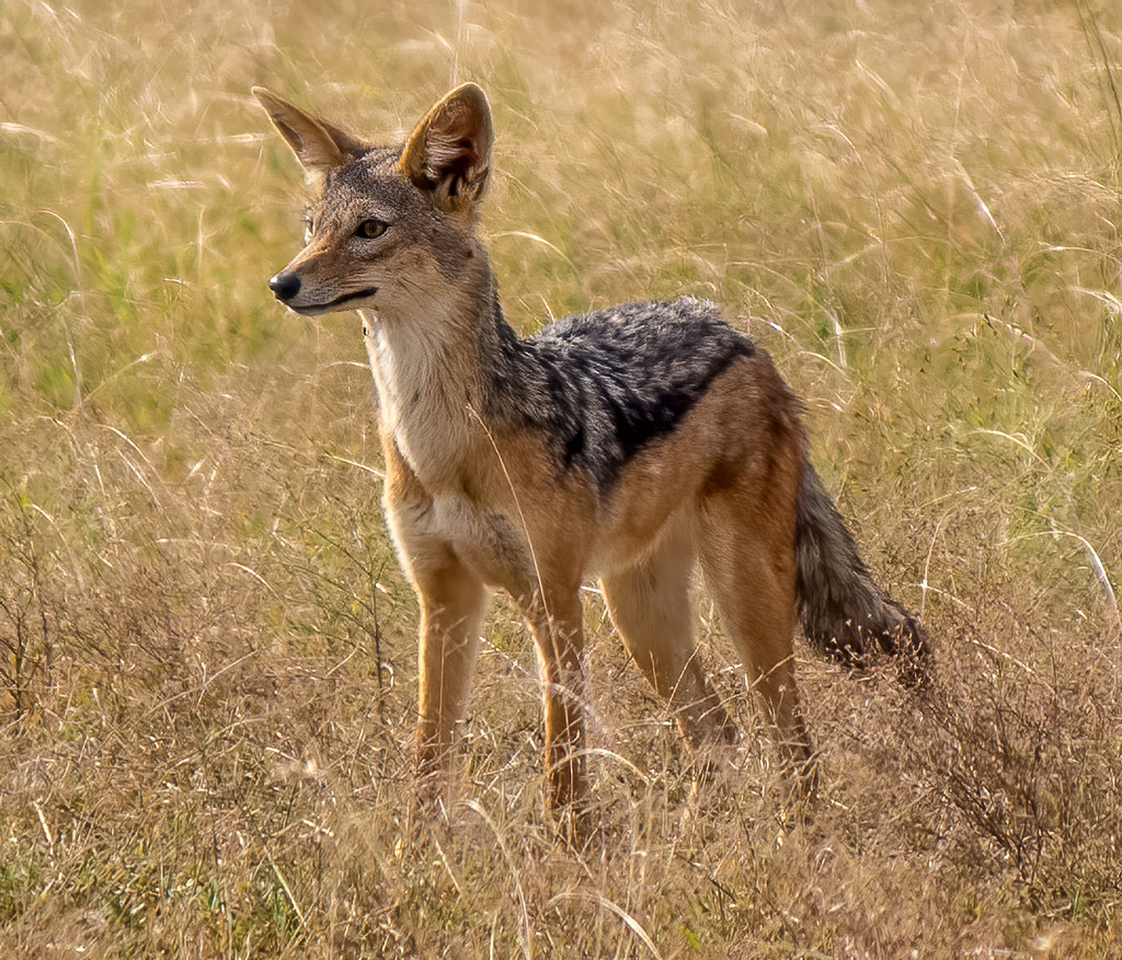 Canidae hotsell