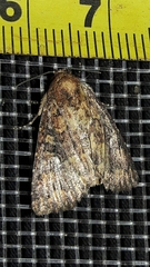 Condicinae
