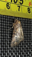 Condicinae
