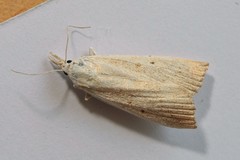 Calamotropha paludella
