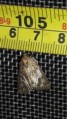 Condicinae