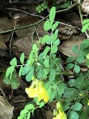Hippocrepis emerus