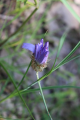 Catananche caerulea