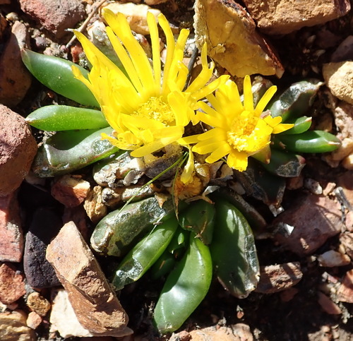 Image of Glottiphyllum depressum by (c) Nicola van Berkel, some rights reserved (CC BY-SA)
