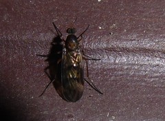 Sylvicola neozelandicus