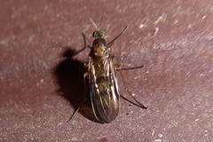 Sylvicola neozelandicus