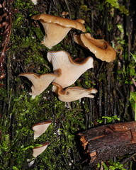 Pleurotus australis