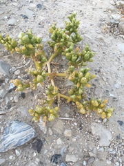 Mesembryanthemum cryptanthum