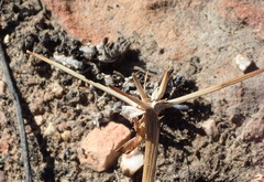 Brunsvigia striata