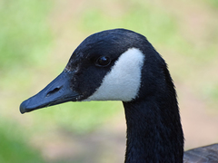 Branta canadensis