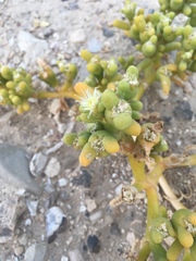 Mesembryanthemum cryptanthum