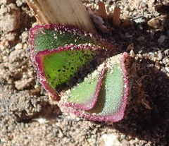 Brunsvigia striata