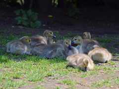 Branta canadensis
