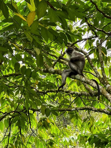 Pale-thighed Langur (Presbytis siamensis)