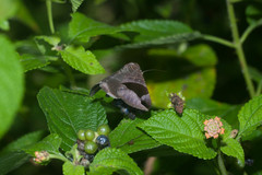 Bastilla joviana