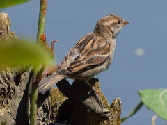 Passer domesticus