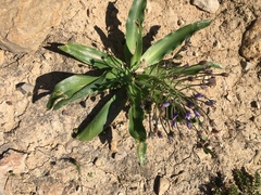 Scilla peruviana